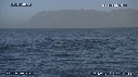 REQUIN BLANC, OTARIE