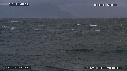 REQUIN BLANC, OTARIE