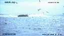 OISEAUX, VAGUES