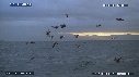 OISEAUX, VAGUES