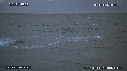 REQUIN BLANC, OTARIE
