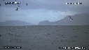 REQUIN BLANC, OTARIE, OISEAUX