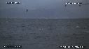 REQUIN BLANC, OTARIE, OISEAUX