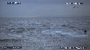 REQUIN BLANC, OTARIE
