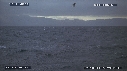 REQUIN BLANC, OTARIE, OISEAUX