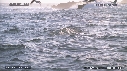 REQUIN BLANC, OTARIE, OISEAUX