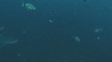 REQUINS TIGRE