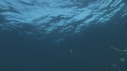 REQUINS POINTE NOIRE