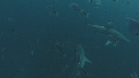 REQUINS POINTE NOIRE
