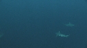 REQUINS POINTE NOIRE, REQUIN TIGRE