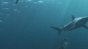 REQUINS TIGRE