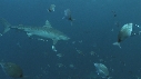REQUINS TIGRE, PLONGEUR