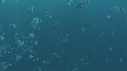REQUINS TIGRE, PLONGEUR