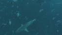 REQUINS TIGRE