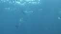 REQUINS TIGRE, PLONGEUR