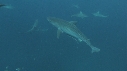 REQUINS TIGRE, PLONGEUR