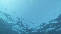 REQUINS TIGRE