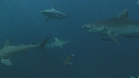 REQUINS TIGRE