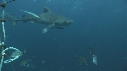 REQUINS TIGRE