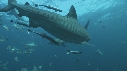 REQUINS TIGRE