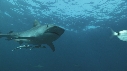 REQUINS TIGRE