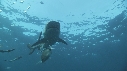 REQUINS TIGRE, REMORA