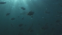 REQUINS TIGRE