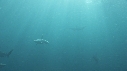 REQUINS POINTE NOIRE