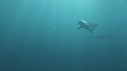 REQUINS POINTE NOIRE