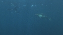 REQUINS TIGRE, PLONGEUR