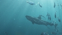 REQUINS TIGRE, PLONGEUR