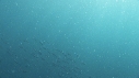 REQUINS TIGRE