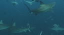 REQUINS POINTE NOIRE