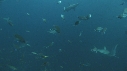 REQUINS TIGRE, PLONGEUR