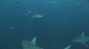 REQUINS TIGRE