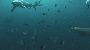 REQUINS POINTE NOIRE, PLONGEUR