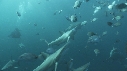 REQUINS POINTE NOIRE, PLONGEUR