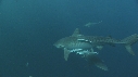 REQUINS TIGRE, PLONGEUR