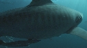 REQUINS TIGRE, PLONGEUR