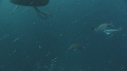REQUINS TIGRE, PLONGEUR