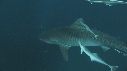 REQUINS TIGRE, PLONGEUR