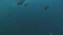 REQUINS TIGRE, PLONGEUR