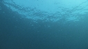 REQUINS TIGRE, PLONGEUR