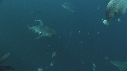REQUINS TIGRE