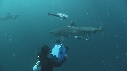 REQUINS TIGRE, REMORA