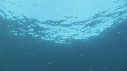 REQUINS TIGRE, REMORA
