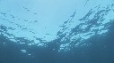 REQUINS TIGRE, PLONGEUR
