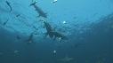 REQUINS POINTE NOIRE