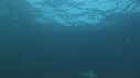 REQUINS TIGRE, PLONGEUR