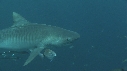 REQUINS TIGRE